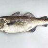 タラに関する雑学！