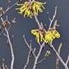 学生生活の記憶（566）：シナマンサク（支那満作）Hamamelis mollis