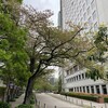都内のソメイヨシノはほぼ終わり