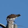 ミサゴ(Osprey)