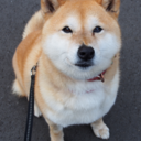 shibainu-komugiのブログ