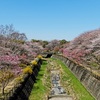 昭和記念公園の春の花、残堀川の満開の桜