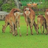 虎穴に入らずんば虎子を得ず