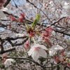 桜花から桜葉へ