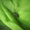 イチジクにつく黄色と黒のカミキリムシ！？毒があって危険そうなキボシカミキリと害虫の側面
