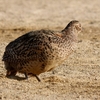 鳥見休みの番外編　キジ♀の砂浴びシーン