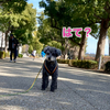 テニスの森公園。