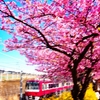 京急　三浦海岸の河津桜と菜の花