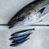 2025/3/8
 オフショア釣行記　寒鰤ゲット