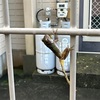 カエル🐸さん