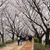 【ソウルの桜】漢江沿いのグンサン・ヨムチャンサンに登り，桜のトンネルを歩く＋傍花近隣公園の桜