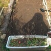 畑、訳あって連作の状態が改善