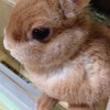 「うさぎ」を飼うメリットが多すぎる件