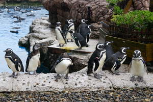 うみがたりでペンギンに足かまれた訴訟　原告の請求棄却　東京地裁