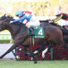 12/1(日)の阪神競馬場のレース予想　～勝負は12Rで！！～