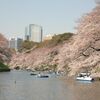 桜の開花発表！ 都内の名所でお花見しよう♪