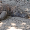 2019年12月コモド&バリ旅行・旅行記④ ３日目前半　〜 　会えたよ！コモドドラゴン♪　盛りだくさんのツアーです。　〜