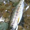 7月30日 雨上がりの渓流