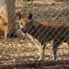 【ディンゴの場合】野生動物と共存するために【ガリ(フレーザー島)】