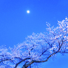 しばらくは花の上なる月夜かな