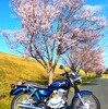 ST250E 三遠無名桜ツーリング