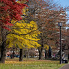 【Nikon Z 7 + NIKKOR Z 85mm  f/1.8 S・仙台市】愛宕上杉通り・県庁前・西公園の紅葉をお写ん歩。November 2022