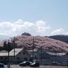 桜満開！今が見頃☆長野県松本市にある、３６０度桜が見れる弘法山古墳に行って来たよ！☆彡