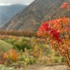 今年も紅葉が見れるという幸せ