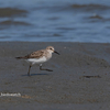 2019年8月18日の鳥撮り-外房