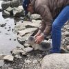 択捉島・オ―ヨ湾   親から離れてしまったアザラシの赤ちゃん見つかる