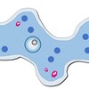 アメーバに関する雑学！