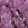 さくら三昧「枝垂れ桜」