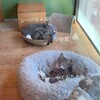 保護猫サロン、譲渡決まりました🌸