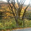 今年の紅葉はすごいです。