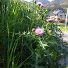 ｱﾝﾁ ｳｨﾙｽ? 対策とは？ とは？？