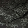 白雪の東京：我が宿は 雪降りしきて 道もなし 踏みわけてとふ 人しなければ