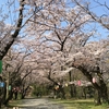 桜の名所　弘法山ハイキング　2018.4.1