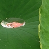 【ハスの葉】梅雨の見物 小さな水鏡【大川 ひょうたん池】
