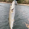 強風❗️南風❗️ウグイは元気でーーす🐟💧