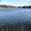 袖ケ浦公園  上池にやってくる渡り鳥