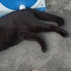 野良子猫発見から6日目