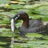 がっばってるよ！カルガモのヒナ