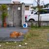 近隣住宅街のねこさん