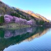 中綱湖のオオヤマザクラ【2017春】