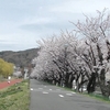 諏訪湖岸のサクラと渡り鳥たち