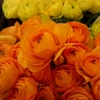  オレンジと黄色の花