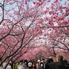 静岡県河津町の早咲き河津桜 観に行ってきた♡ 露天風呂からもゆっくり観賞できる日帰り温泉ご紹介♨