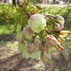 高崎城址公園周辺散歩　ショウゲツ・御衣黄・子福桜・花筏・浅間山