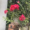 薔薇