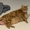 体重が激減（高齢の猫）